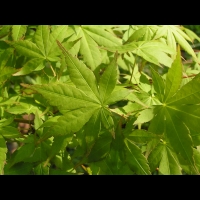 Acer palmatum cv Tsuri Nishiki (fam Aceracees) (3)